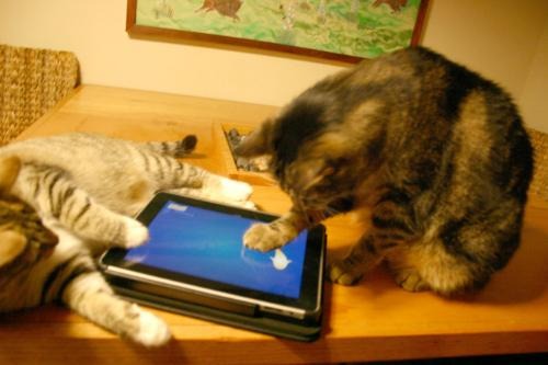 Videogiochi per gatti su tablet da Friskies